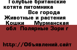 Голубые британские котята питомника Silvery Snow. - Все города Животные и растения » Кошки   . Мурманская обл.,Полярные Зори г.